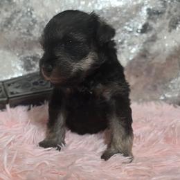 Skad - Black and silver female Miniature Schnauzer puppy in Neosho, Missouri from Star Light Pups