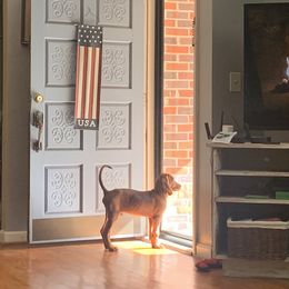 Redbone Coonhound Puppies from Shannon Family Redbone Coonhounds
