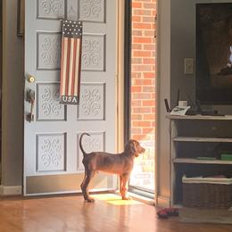 Redbone Coonhound Puppies from Shannon Family Redbone Coonhounds