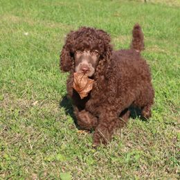 Poodle Puppies from RK'S Pets