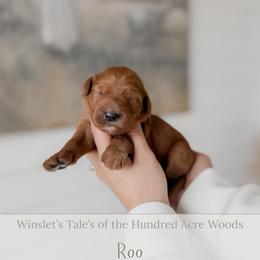 Roo - Red  female Goldendoodle puppy in Roanoke Rapids, North Carolina from Sweeter than Honey Doodles