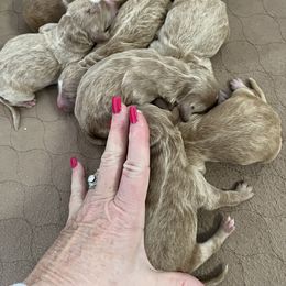Boy 2 - Goldendoodle puppy in Midland, Michigan from Juengel Doodles