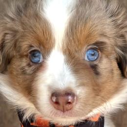 Miniature Australian Shepherds from Twisted O Ranch