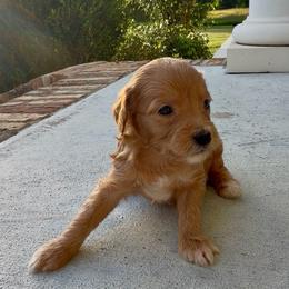 Boy 2 - Red  male Goldendoodle puppy in Meridian, Mississippi from Magnolia Poodles and Doodles