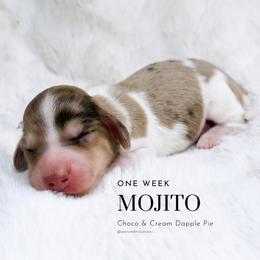 Mojito - Dapple male Dachshund puppy in Redding, California from Jean & Mae Doxies
