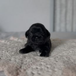 Paddington Velvet - Black female Shih Tzu puppy in Cedar Hill, Texas from Puppy Paper House