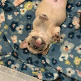 French Bulldog Puppies from Foster Lake Frenchies
