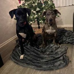 Catahoula Leopard Dog All Grown Up from Kassie's Catahoulas