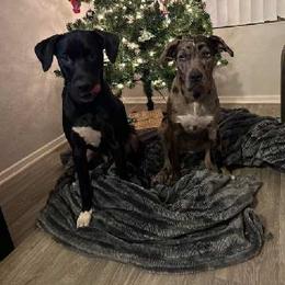 Catahoula Leopard Dog All Grown Up from Kassie's Catahoulas