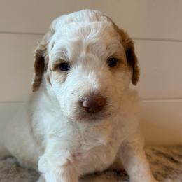 Green Collar Boy - Yellow and white male Bernedoodle puppy in San Augustine, Texas from Vintage Doodles