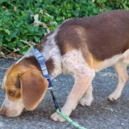 Beagles, Maltese, and Poodles from Happier with Dogs