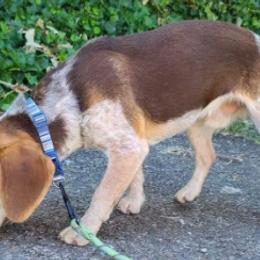 Beagles, Maltese, and Poodles from Happier with Dogs