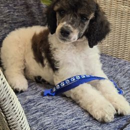 Boy 1 - Parti male Poodle puppy in Bauxite, Arkansas from Mountain Ridge Poodles