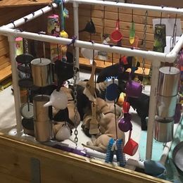 Great Dane All Grown Up from Pegasus Great Danes