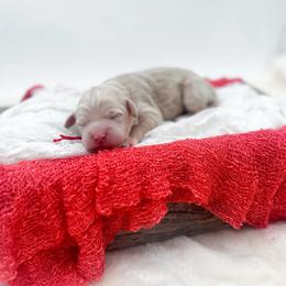 Darling - Apricot male Goldendoodle puppy in North Carolina from Tuxedo Mountain Doodles