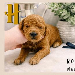 Ron - Red  male Goldendoodle puppy in Hilton, New York from The House of Goldendoodle