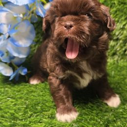 Cyrus - White male Shih Tzu puppy in Brighton, Missouri from Morningstar's Shih Tzu