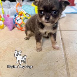 Papa Smurf - Blue male Chihuahua puppy in Naples, Florida from Naples Tiny Dogs