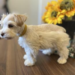 Trini (Yellow) - Parti female Miniature Schnauzer puppy in Menifee, California from Moonshine’s Minis