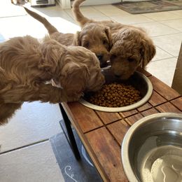 Goldendoodle Puppies from Rylaarsdam Doodles