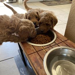 Goldendoodle Puppies from Rylaarsdam Doodles