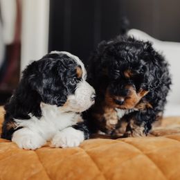 Bernedoodle Puppies from Big Butte Bernedoodles
