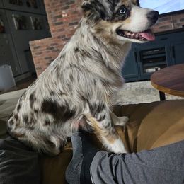 Miniature Australian Shepherd Puppies from Austin Aussies by Jody