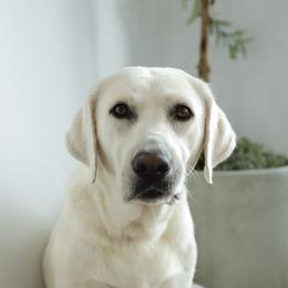 Oakley - Labrador Retriever