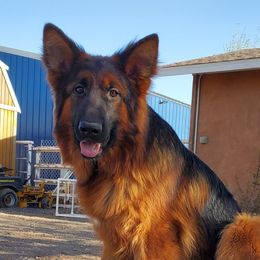 Aurora - German Shepherd