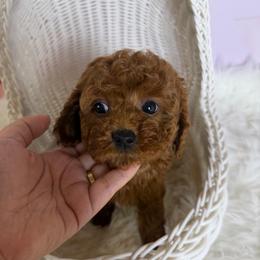 Peach(AKC) - Red  female Poodle puppy in Moreno Valley, California from Yanni's Poodle