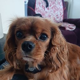 Punkin - Cavalier King Charles Spaniel