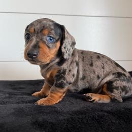 Allie - Dapple female Dachshund puppy in Callahan, Florida from Little Foot Kennels