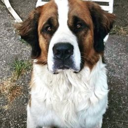 Duke - Saint Bernard