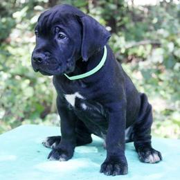 Boy 1 - male Cane Corso puppy in Saint Cloud, Florida from Harlow Cane Corso