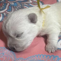 Poodle and West Highland White Terrier Puppies from JJs Puppies of the Carolinas