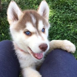Siberian Huskies from Cerberus Huskies