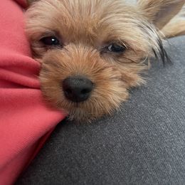 Pomeranian and Yorkshire Terrier Puppies from Mystic Sun Pomeranians