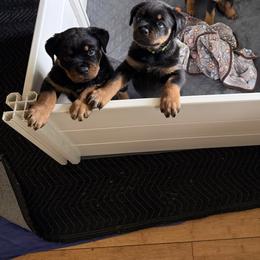 Rottweiler Puppies from Come what May Rottweillers & rescues llc