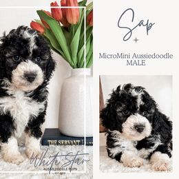 Sap - Black and white male Aussiedoodle puppy in Shiocton, Wisconsin from White Star Acres