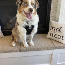 Marley - Aussiedoodle