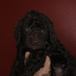 Cupcake (Pale Blue collar) - Chocolate female Goldendoodle puppy in Seattle, Washington from Dream Lake Doodles