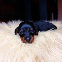 Rocco - Black and tan male Dachshund puppy in Washburn, Tennessee from Clinch Mountain Dachshunds