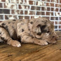 Pink Girl - Merle female Double Doodle puppy in Huntsville, Alabama from Winchester Doodles