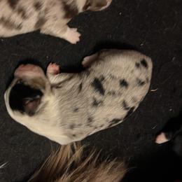 Melany - Blue merle female Miniature American Shepherd puppy in Troy, Ohio from Wiggle Wags Miniature American Shepherds