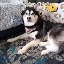 Max - Siberian Husky