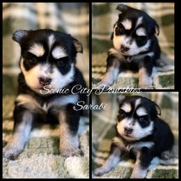 Sarabi - Black and white female Pomsky puppy in Rossville, Georgia from Scenic City Pomskies