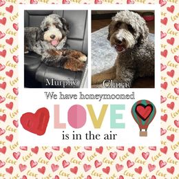 Bernedoodle puppies from PNW Sheepies and Doodles