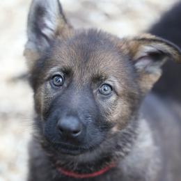 German Shepherd Puppies from Vom Haus Highlands