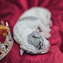 Princess Diana - Merle female Great Dane puppy in Brookings, South Dakota from Debonair Danes