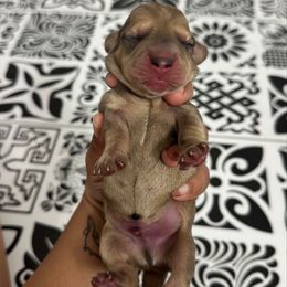 Toast (cream dapple) - Cream male Dachshund puppy in Mc Donough, Georgia from L & J Kennel